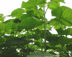 熊果酸