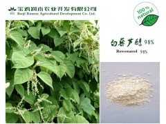 天然虎杖提取物 质量稳定《白藜芦醇 98%》1公斤起订