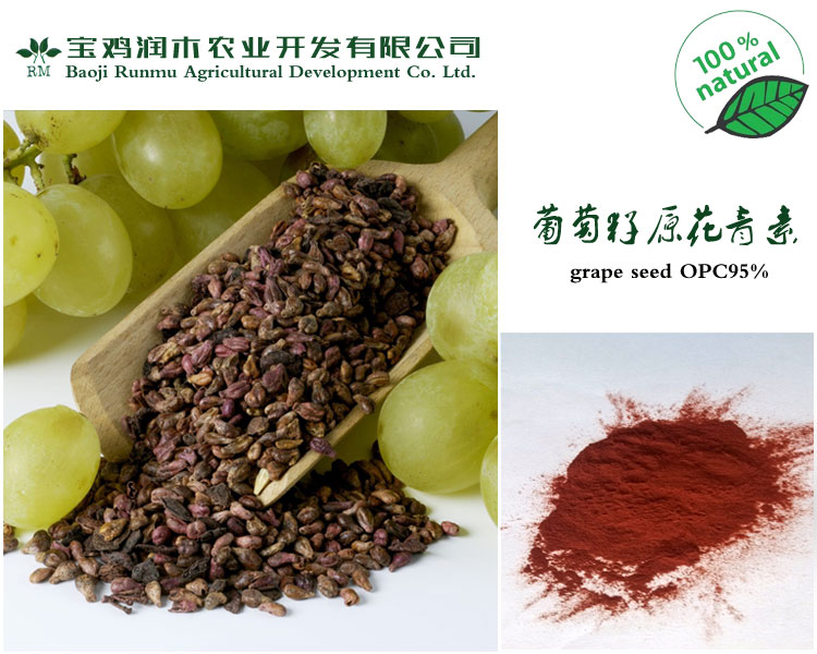 葡萄籽提取物 OPC 95%