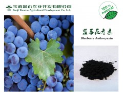 蓝莓花青素25% （欧标）