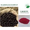 纯天然巴西莓粉 保健美白 水溶性好 食品级果粉 厂家直销