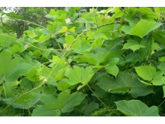 厂家供应优质提取物：葛根提取物 葛根素葛根黄酮10-99%