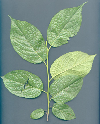 供应优质植物提取物 杜仲提取物（绿原酸10-99%）