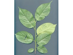 供应优质植物提取物 杜仲提取物（绿原酸10-99%）