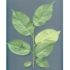 供应优质植物提取物 杜仲提取物（绿原酸10-99%）