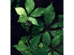 热销供应：刺五加提取物 刺五加甙0.8% 益气键脾，补肾安神