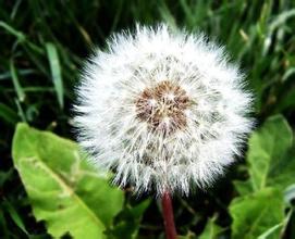 热销供应：蒲公英提取物 蒲公英黄酮5% 清热解毒，消肿散结