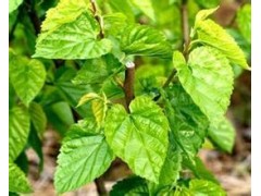 厂家热销供应：【桑叶黄酮5%】桑叶提取物，清肺润燥，疏散风热