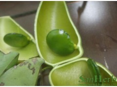 加纳籽提取物（5-HTP）