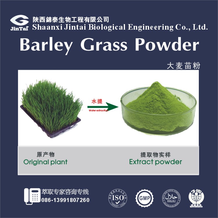 大/小麦苗提取物小麦苗汁粉/大麦苗汁粉/有机麦苗粉