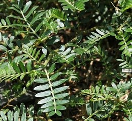 天然优质提取物 刺蒺藜提取物（刺蒺藜皂甙20-98%）抗衰老