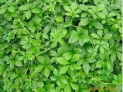 供应绞股蓝提取物【总皂甙】80%98%天然植物提取物，降血压