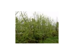 供应优质提取物，白柳皮提取物，水杨甙15-98% 发热，感冒