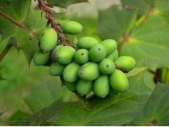 橄榄叶提取物 橄榄苦甙20-80% 抗菌抗病毒，治感冒