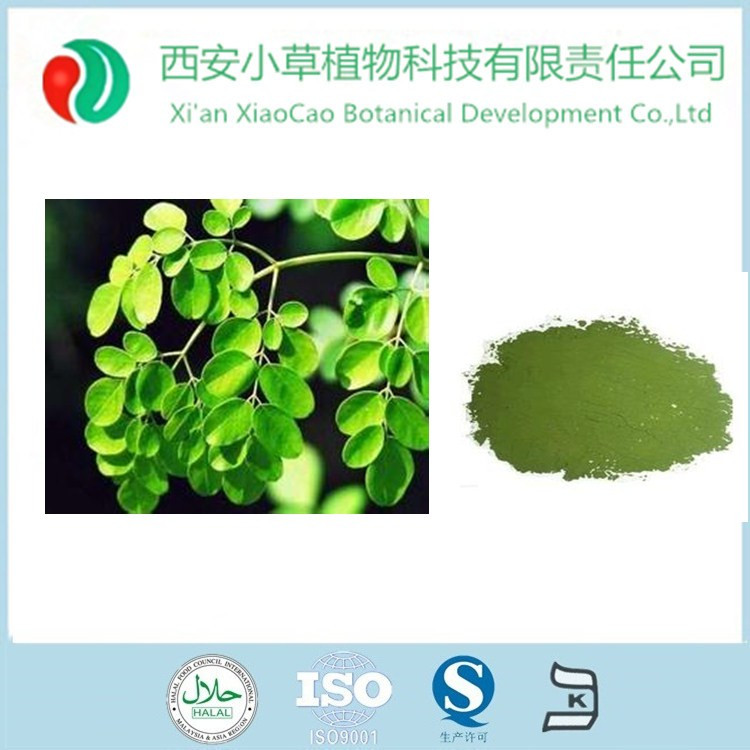 供应优质辣木粉