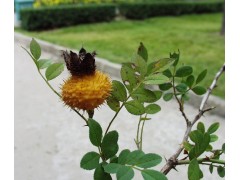 刺梨提取物 5%VC 维生素C 山王果提取物 刺莓果提取物