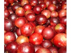 卡姆果提取物 20%VC 保健食品原料 维生素C