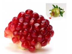 石榴提取物 40%鞣花酸 安石榴甙 多酚