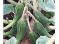 南非钩麻提取物 5%哈巴俄苷 钩果草甙 钩果草提取物