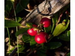 阿尔法熊果苷99%