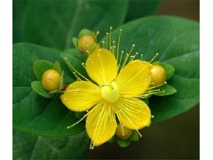 贯叶连翘提取物 金丝桃素 圣约翰草提取物