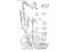 毛喉鞘蕊花提取物、佛司可林