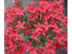 红景天提取物 3%红景天甙 络塞维