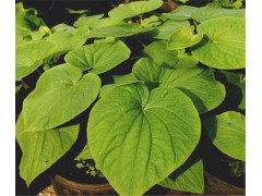 卡瓦提取物 卡哇提取物 卡瓦内酯 30%