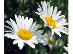 小白菊提取物 小白菊内酯0.3%,0.5%,0.8%