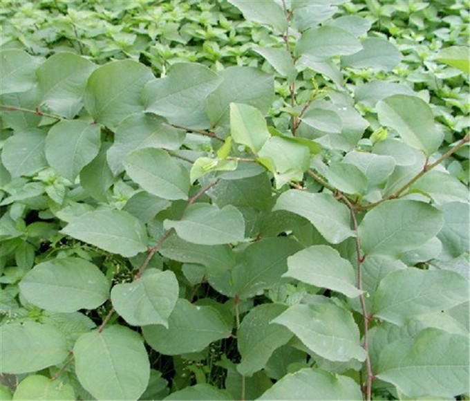 纯天然白藜芦醇 98%Resveratrol 反式白藜芦醇