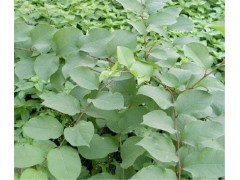 纯天然白藜芦醇 98%Resveratrol 反式白藜芦醇