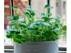 积雪草提取物 羟基积雪草苷 20%积雪草甙 铜钱草提取物