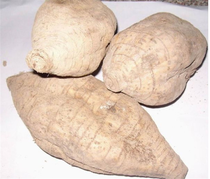 葛根提取物 葛根素 葛根异黄酮40% 野葛根提取物