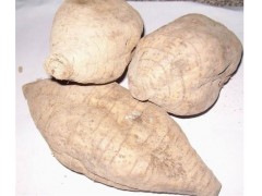 葛根提取物 葛根素 葛根异黄酮40% 野葛根提取物