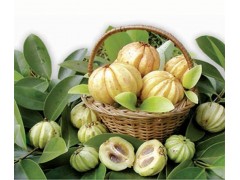 藤黄果提取物  50%HCA 羟基柠檬酸 罗望果提取物