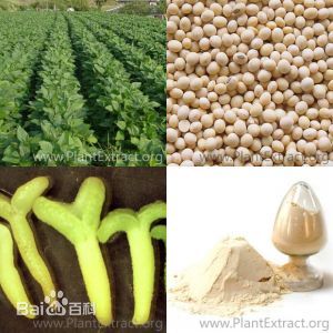 大豆提取物厂家直销