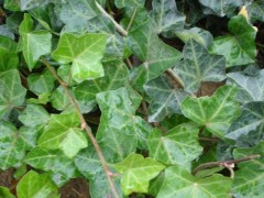 常春藤厂家直销