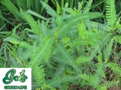 水皂角厂家直销