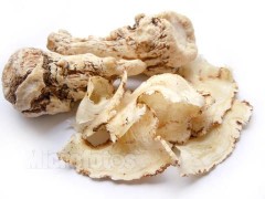 当归提取物厂家直销