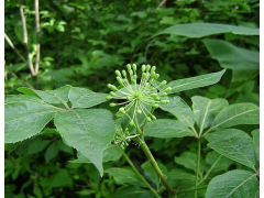 刺五加浸膏 紫丁香 ≥0.8%