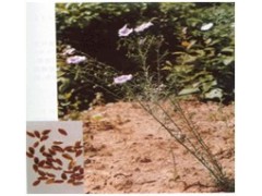 亚麻木酚素含量20% 40%