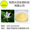 厂家现货供应山奈酚提取物