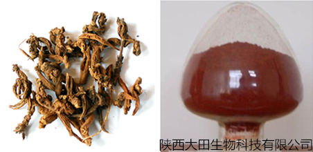 厂家现货供应丹参酮提取物