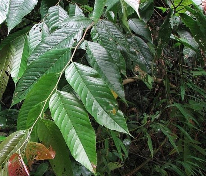 非洲臀果木提取物 臀果木提取物 云南臀果木提取物 植物甾醇
