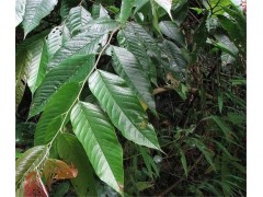 非洲臀果木提取物 臀果木提取物 云南臀果木提取物 植物甾醇