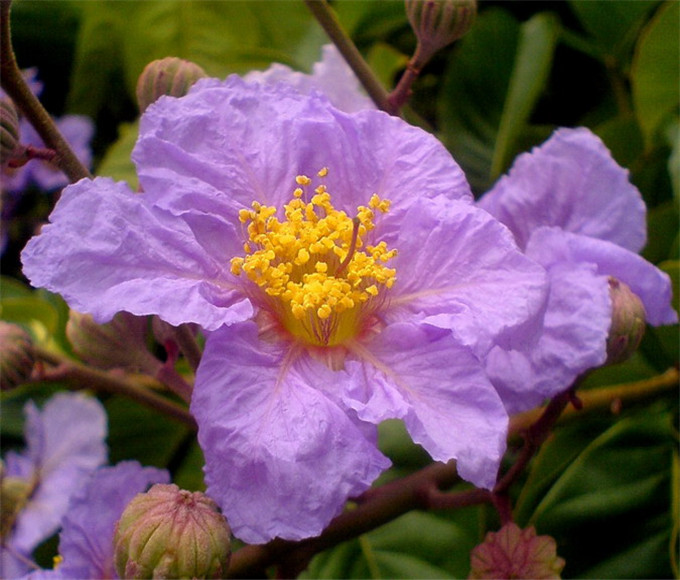 大花紫薇提取物 科罗索酸 巴拿巴提取物