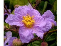 大花紫薇提取物 科罗索酸 巴拿巴提取物