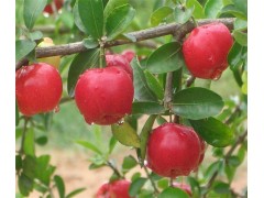 西印度樱桃提取物 VC 17% 针叶樱桃提取物