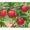 西印度樱桃提取物 VC 17% 针叶樱桃提取物