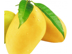 非洲野芒果籽提取物 野芒果籽提取物 芒果甙90%